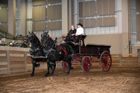 Registered Percheron Mares Team