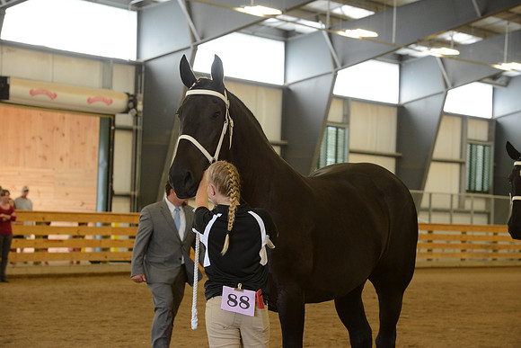 Jr. Youth Showmanship-31
