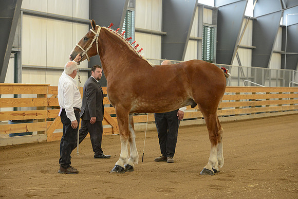 Halter-5