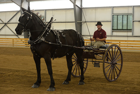 Men’s Cart_percherons-19
