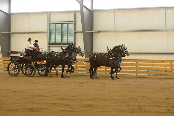 Four Horse Hitch-11