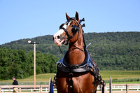 AJB_4481