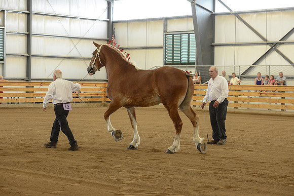 Halter-10