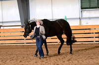26. Youth Aged Geldings