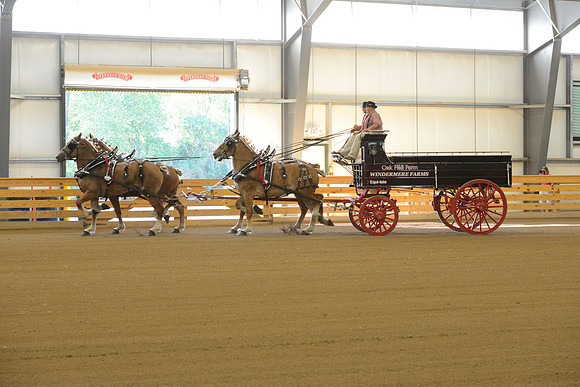 Four Horse Hitch-1
