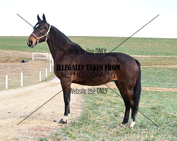 Qualitystables_9249