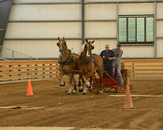Draft Horse Feed Scurry Race-7