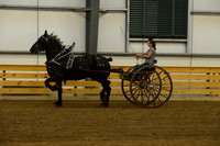 Ladies Cart_Percheron-7
