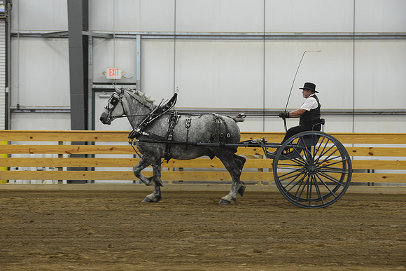 Men’s Cart_percherons-2