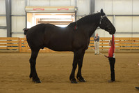 Jr. Youth Showmanship-11