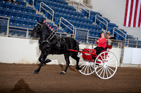 Percheron - Ladies Cart