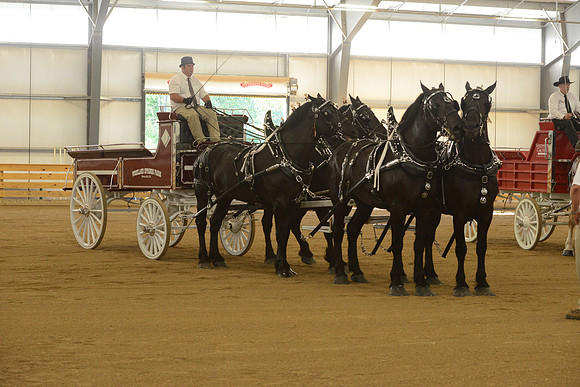Four Horse Hitch-18