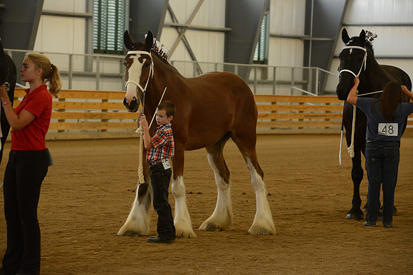 Jr. Youth Showmanship-33