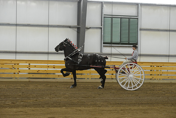 Men’s Cart_percherons-5