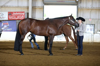 47. Youth Performance Mares