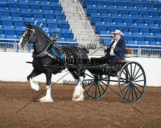 Shires_3585