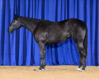 Blue_8788