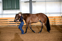 30. Amateur Performance Geldings