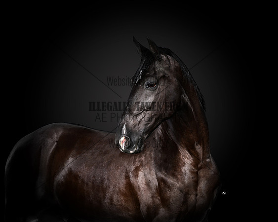 kfrantz_1317-8x10