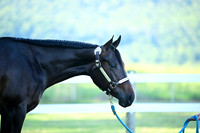 AJB_0437