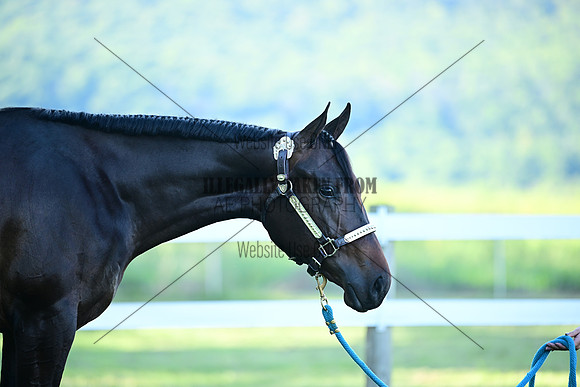 AJB_0437