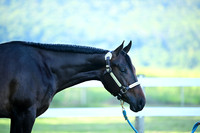 AJB_0438