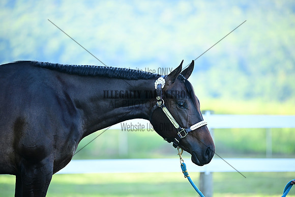 AJB_0438
