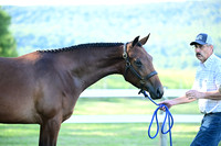 AJB_0439