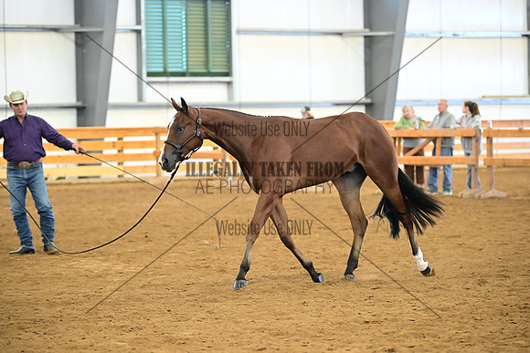 AJB_0339