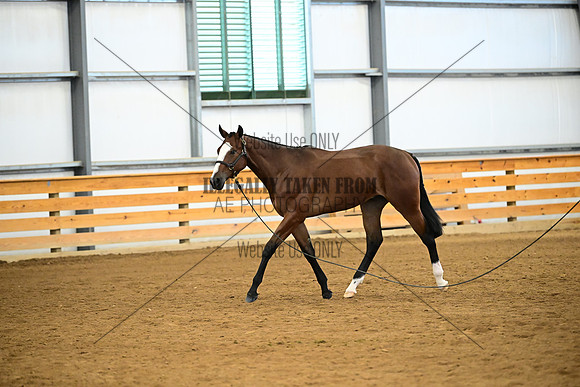 AJB_0373