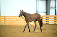 AJB_0553