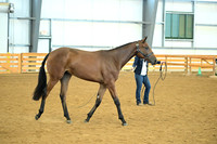 AJB_0555