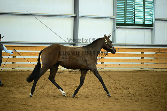 AJB_0577
