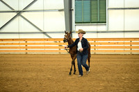 Non Pro Weanling Colt Futurity