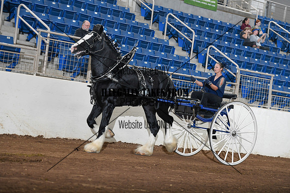 Shires_4751