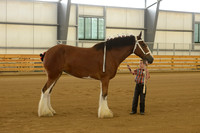 Jr. Youth Showmanship-6