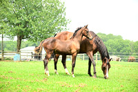AJB_4786