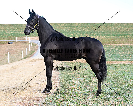 QualityStables_9237