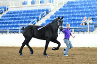 Rose Hill Percherons