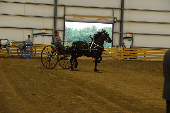 Ladies Cart_Percheron-15