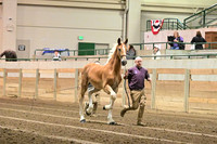 Mystery Hills Stable