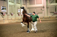 Clydesdale Halter
