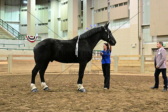 ASH_2567