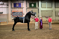 Percheron Halter