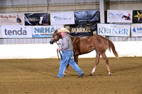 22 Yearling Mares