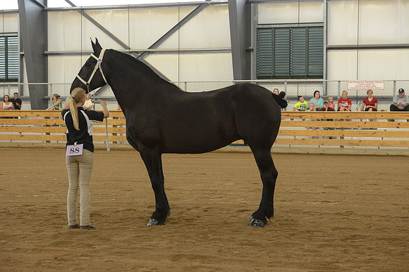 Halter-56
