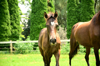 AJB_4768
