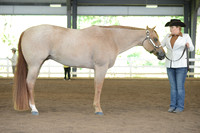 77. Youth Performance Geldings