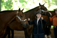Gelding Grand and Reserve