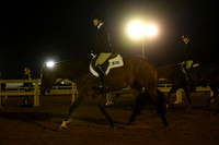 119. 14-18 Hunter Under Saddle